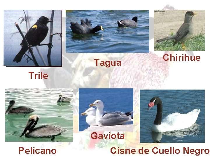 Tagua Chirihue Trile Gaviota Pelícano Cisne de Cuello Negro 
