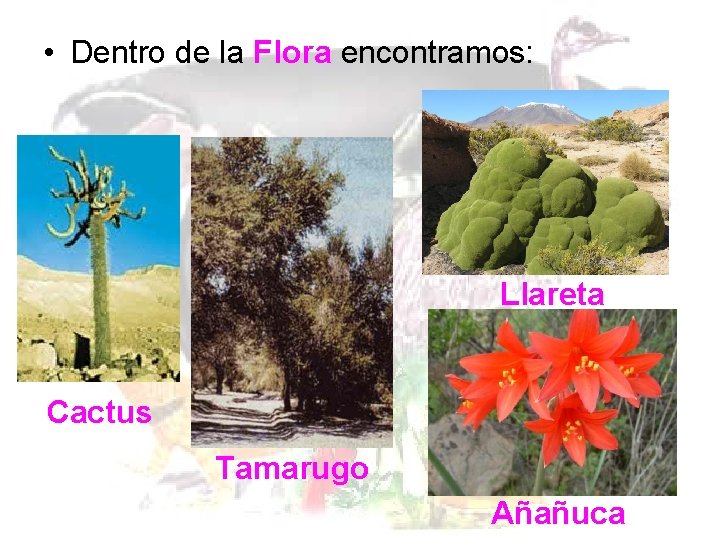  • Dentro de la Flora encontramos: Llareta Cactus Tamarugo Añañuca 