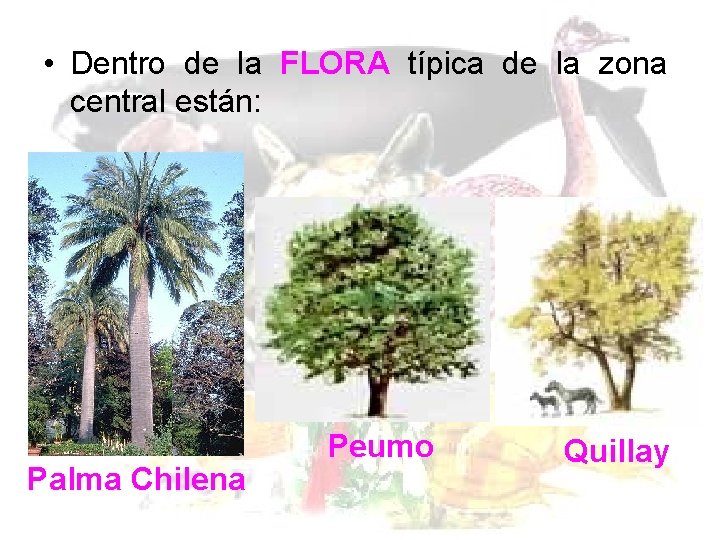  • Dentro de la FLORA típica de la zona central están: Palma Chilena
