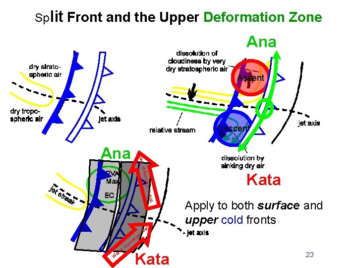 Split Front and the Upper Deformation Zone Ana Ascent yor B e Conv m
