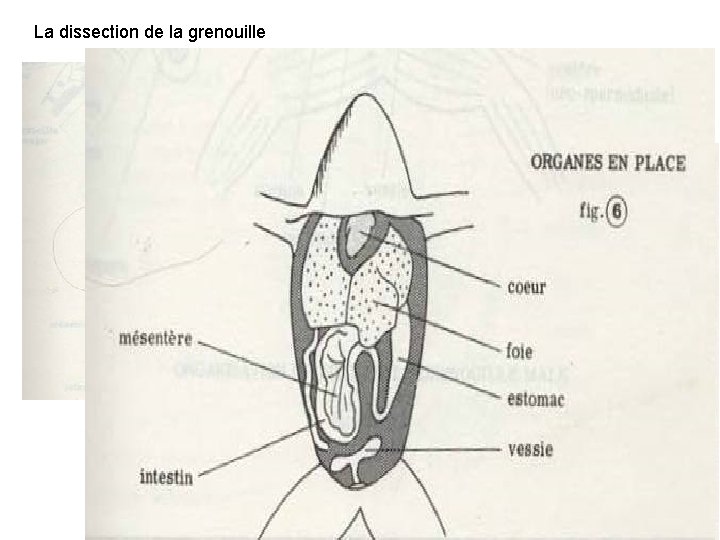 La dissection de la grenouille 