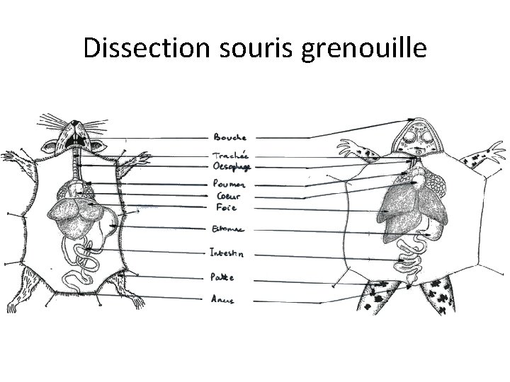 Dissection souris grenouille 