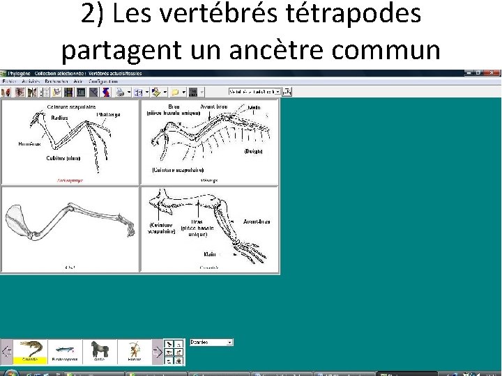2) Les vertébrés tétrapodes partagent un ancètre commun 