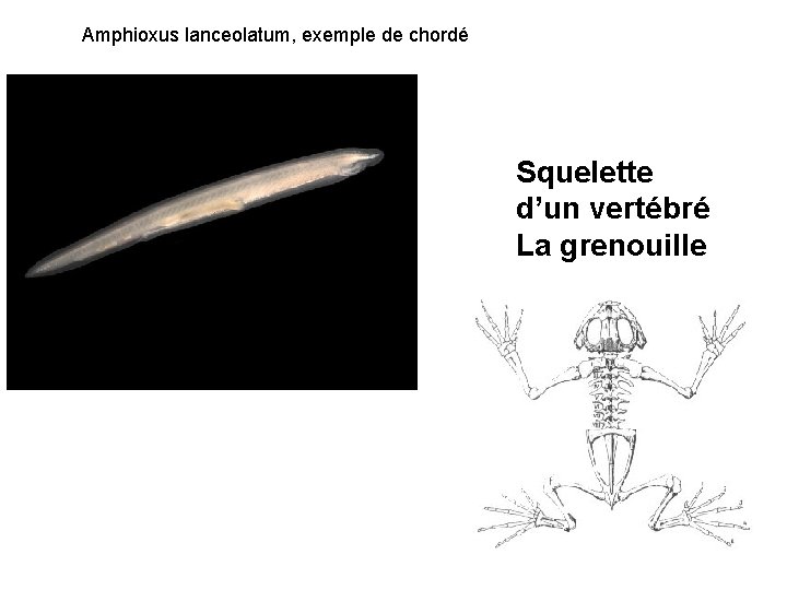 Amphioxus lanceolatum, exemple de chordé Squelette d’un vertébré La grenouille 