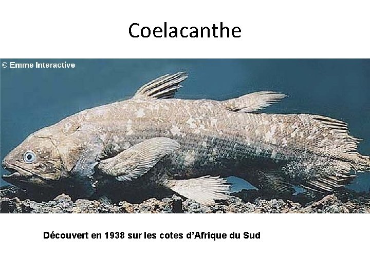 Coelacanthe Découvert en 1938 sur les cotes d’Afrique du Sud 