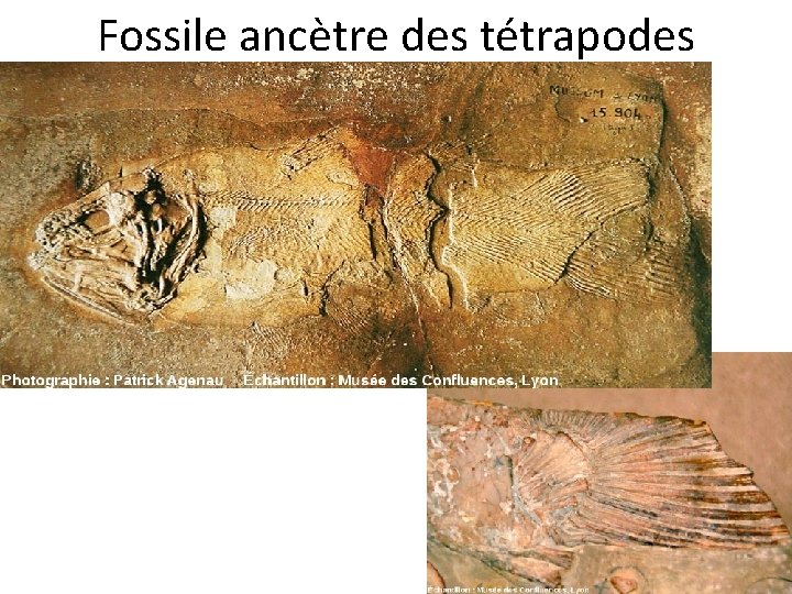 Fossile ancètre des tétrapodes 