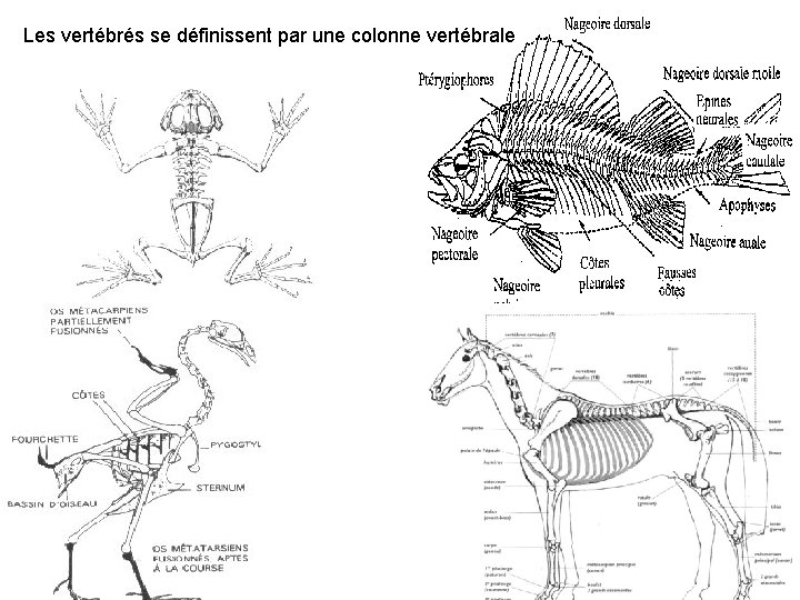 Les vertébrés se définissent par une colonne vertébrale 