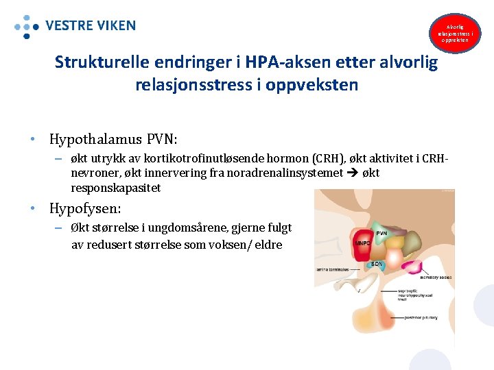 Alvorlig relasjonsstress i oppveksten Strukturelle endringer i HPA-aksen etter alvorlig relasjonsstress i oppveksten •