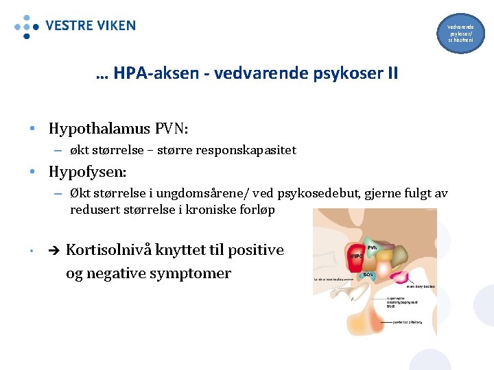 Vedvarende psykoser/ schizofreni … HPA-aksen - vedvarende psykoser II • Hypothalamus PVN: – økt