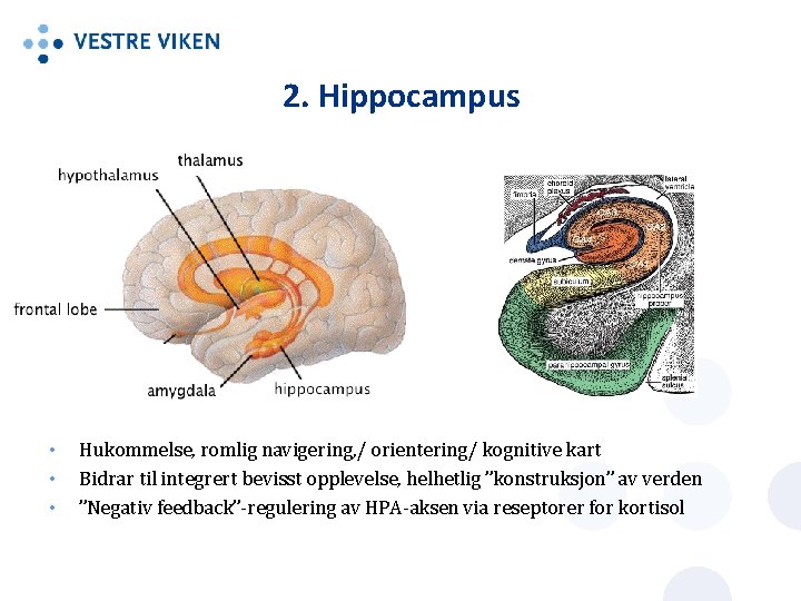 2. Hippocampus • • • Hukommelse, romlig navigering, / orientering/ kognitive kart Bidrar til