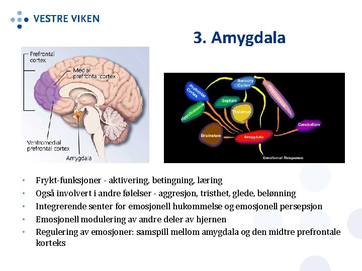 3. Amygdala • • • Frykt-funksjoner - aktivering, betingning, læring Også involvert i andre