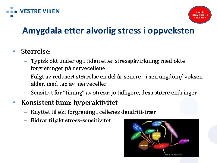 Alvorlig relasjonsstress i oppveksten Amygdala etter alvorlig stress i oppveksten • Størrelse: – Typisk