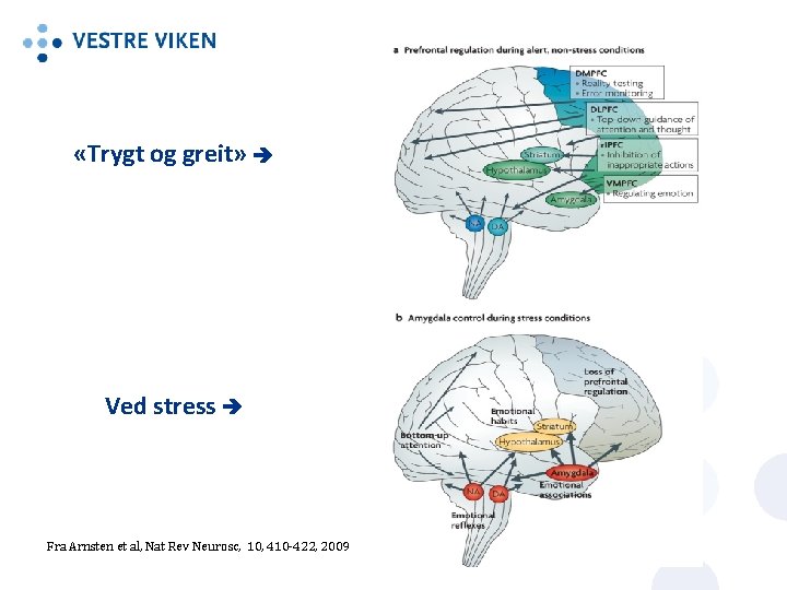  «Trygt og greit» Ved stress Fra Arnsten et al, Nat Rev Neurosc, 10,