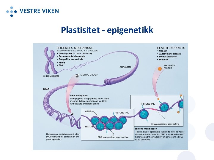 Plastisitet - epigenetikk 
