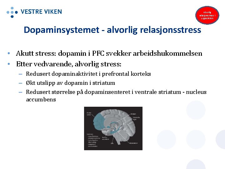 Alvorlig relasjonsstress i oppveksten Dopaminsystemet - alvorlig relasjonsstress • Akutt stress: dopamin i PFC