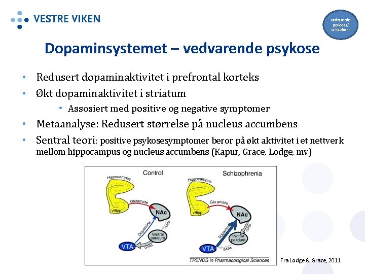 Vedvarende psykoser/ schizofreni Dopaminsystemet – vedvarende psykose • Redusert dopaminaktivitet i prefrontal korteks •