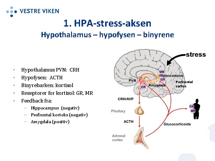 1. HPA-stress-aksen Hypothalamus – hypofysen – binyrene • • • Hypothalamus PVN: CRH Hypofysen: