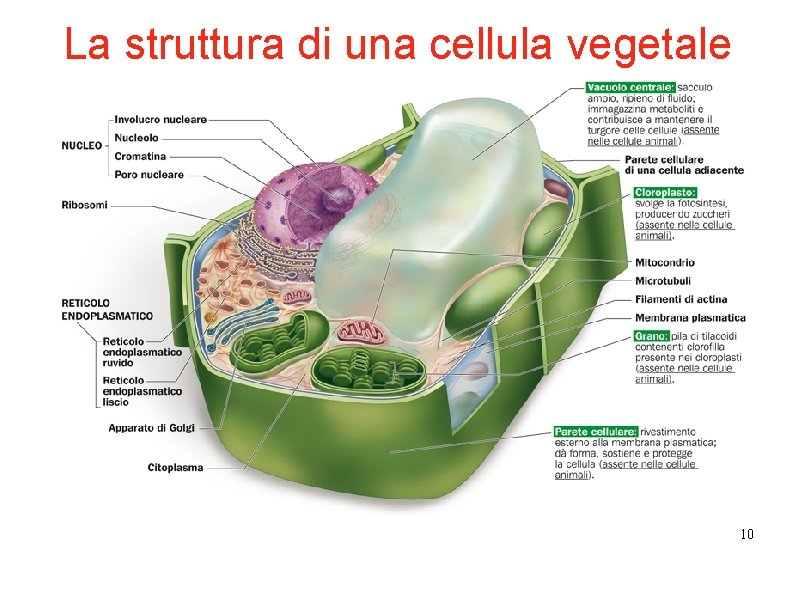 La struttura di una cellula vegetale 10 La struttura di una cellula vegetale 10