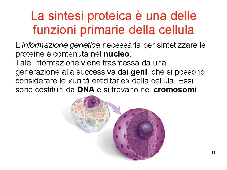La sintesi proteica è una delle funzioni primarie della cellula L’informazione genetica necessaria per La sintesi proteica è una delle funzioni primarie della cellula L’informazione genetica necessaria per