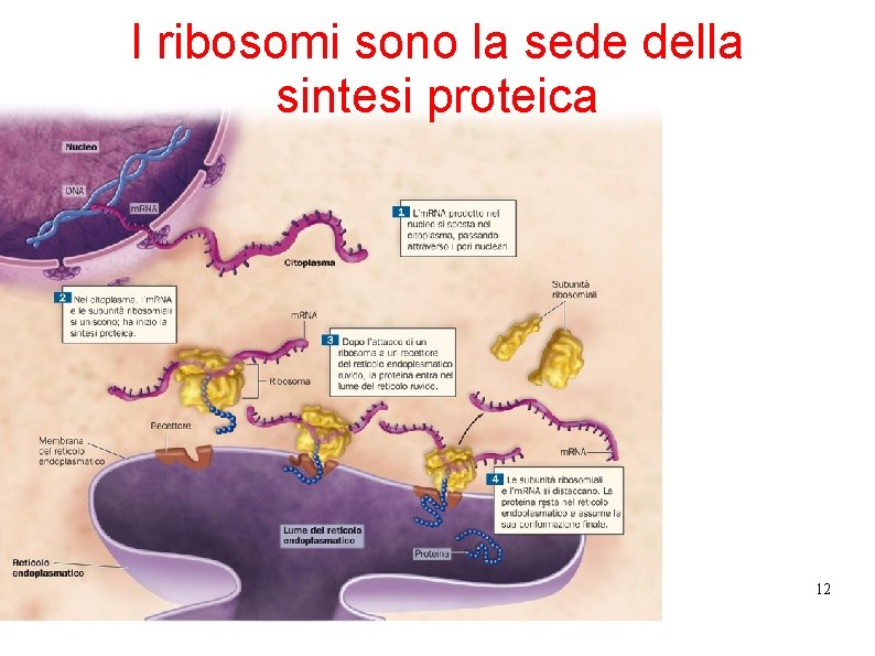 I ribosomi sono la sede della sintesi proteica 12 I ribosomi sono la sede della sintesi proteica 12