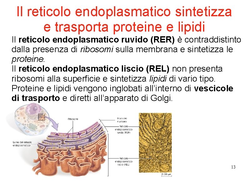 Il reticolo endoplasmatico sintetizza e trasporta proteine e lipidi Il reticolo endoplasmatico ruvido (RER) Il reticolo endoplasmatico sintetizza e trasporta proteine e lipidi Il reticolo endoplasmatico ruvido (RER)