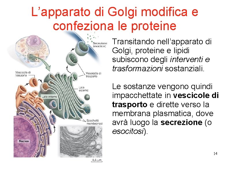 L’apparato di Golgi modifica e confeziona le proteine Transitando nell’apparato di Golgi, proteine e L’apparato di Golgi modifica e confeziona le proteine Transitando nell’apparato di Golgi, proteine e