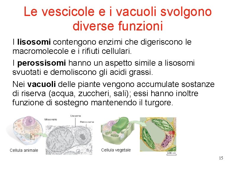 Le vescicole e i vacuoli svolgono diverse funzioni I lisosomi contengono enzimi che digeriscono Le vescicole e i vacuoli svolgono diverse funzioni I lisosomi contengono enzimi che digeriscono