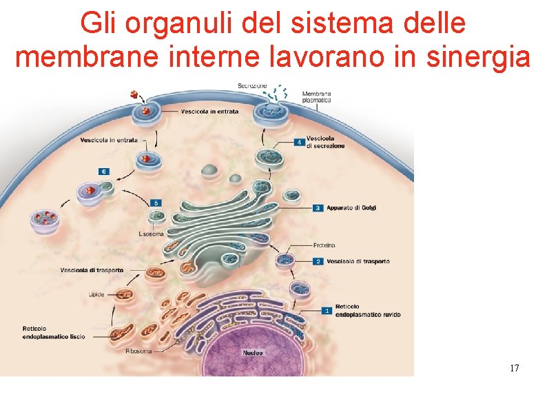 Gli organuli del sistema delle membrane interne lavorano in sinergia 17 Gli organuli del sistema delle membrane interne lavorano in sinergia 17