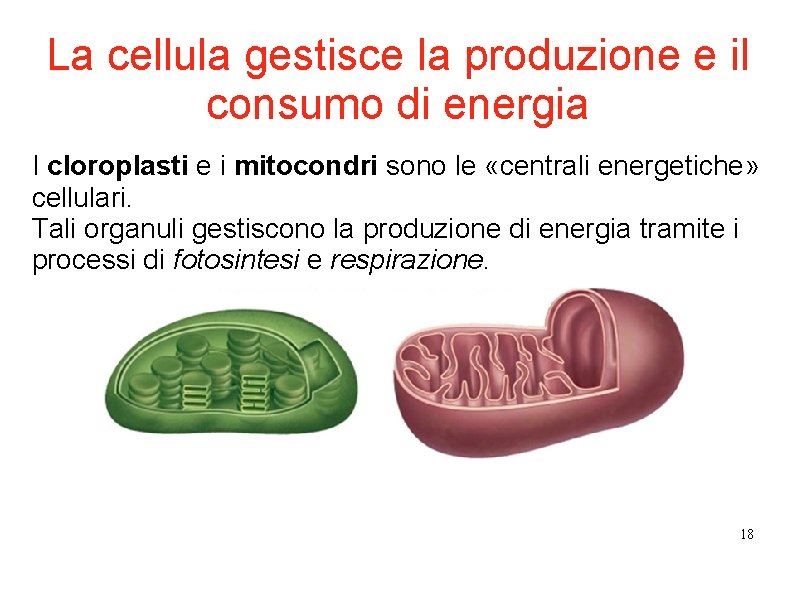 La cellula gestisce la produzione e il consumo di energia I cloroplasti e i La cellula gestisce la produzione e il consumo di energia I cloroplasti e i