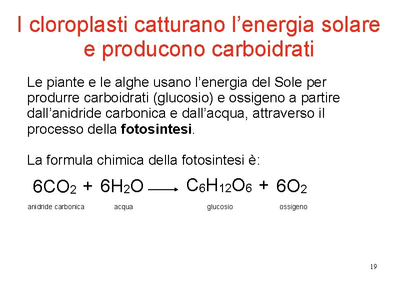 I cloroplasti catturano l’energia solare e producono carboidrati Le piante e le alghe usano I cloroplasti catturano l’energia solare e producono carboidrati Le piante e le alghe usano