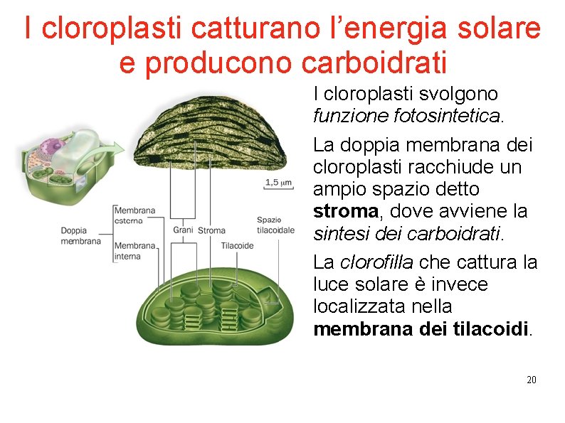 I cloroplasti catturano l’energia solare e producono carboidrati I cloroplasti svolgono funzione fotosintetica. La I cloroplasti catturano l’energia solare e producono carboidrati I cloroplasti svolgono funzione fotosintetica. La