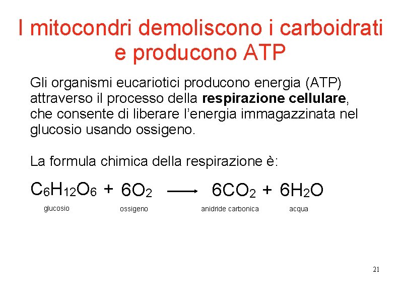 I mitocondri demoliscono i carboidrati e producono ATP Gli organismi eucariotici producono energia (ATP) I mitocondri demoliscono i carboidrati e producono ATP Gli organismi eucariotici producono energia (ATP)