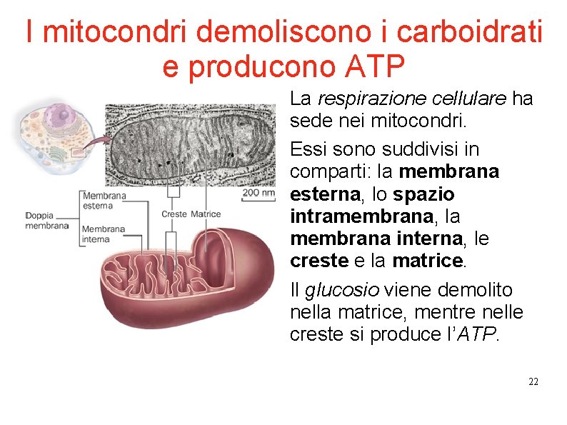 I mitocondri demoliscono i carboidrati e producono ATP La respirazione cellulare ha sede nei I mitocondri demoliscono i carboidrati e producono ATP La respirazione cellulare ha sede nei