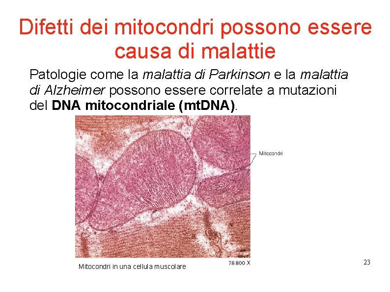Difetti dei mitocondri possono essere causa di malattie Patologie come la malattia di Parkinson Difetti dei mitocondri possono essere causa di malattie Patologie come la malattia di Parkinson