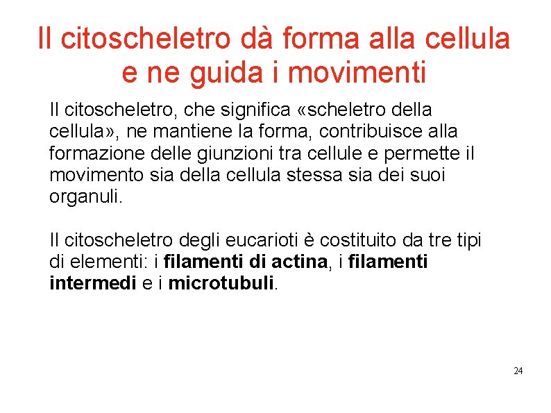 Il citoscheletro dà forma alla cellula e ne guida i movimenti Il citoscheletro, che Il citoscheletro dà forma alla cellula e ne guida i movimenti Il citoscheletro, che