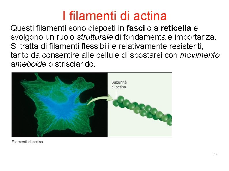 I filamenti di actina Questi filamenti sono disposti in fasci o a reticella e I filamenti di actina Questi filamenti sono disposti in fasci o a reticella e