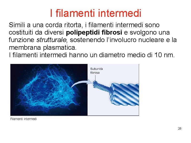 I filamenti intermedi Simili a una corda ritorta, i filamenti intermedi sono costituiti da I filamenti intermedi Simili a una corda ritorta, i filamenti intermedi sono costituiti da