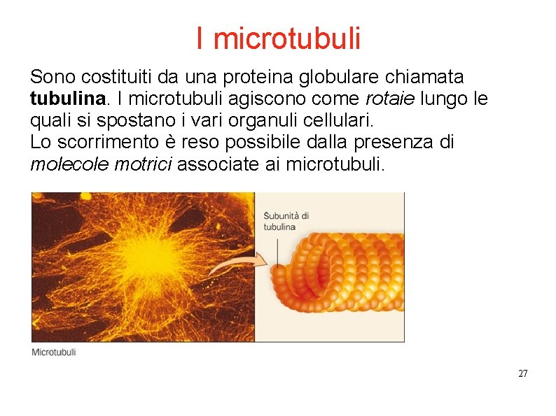 I microtubuli Sono costituiti da una proteina globulare chiamata tubulina. I microtubuli agiscono come I microtubuli Sono costituiti da una proteina globulare chiamata tubulina. I microtubuli agiscono come