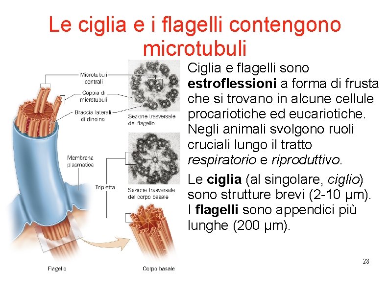 Le ciglia e i flagelli contengono microtubuli Ciglia e flagelli sono estroflessioni a forma Le ciglia e i flagelli contengono microtubuli Ciglia e flagelli sono estroflessioni a forma