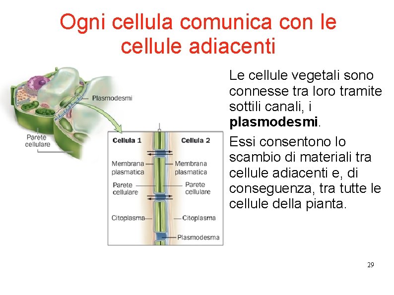 Ogni cellula comunica con le cellule adiacenti Le cellule vegetali sono connesse tra loro Ogni cellula comunica con le cellule adiacenti Le cellule vegetali sono connesse tra loro