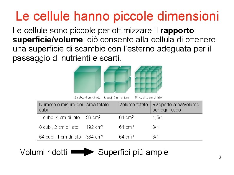 Le cellule hanno piccole dimensioni Le cellule sono piccole per ottimizzare il rapporto superficie/volume; Le cellule hanno piccole dimensioni Le cellule sono piccole per ottimizzare il rapporto superficie/volume;