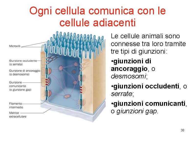 Ogni cellula comunica con le cellule adiacenti Le cellule animali sono connesse tra loro Ogni cellula comunica con le cellule adiacenti Le cellule animali sono connesse tra loro