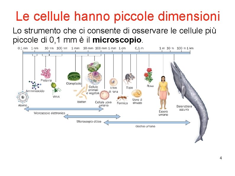 Le cellule hanno piccole dimensioni Lo strumento che ci consente di osservare le cellule Le cellule hanno piccole dimensioni Lo strumento che ci consente di osservare le cellule