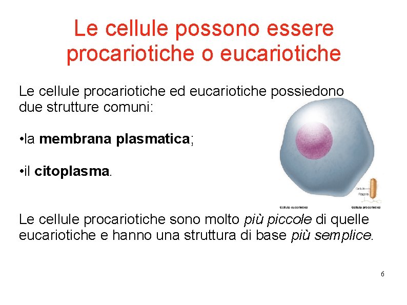 Le cellule possono essere procariotiche o eucariotiche Le cellule procariotiche ed eucariotiche possiedono due Le cellule possono essere procariotiche o eucariotiche Le cellule procariotiche ed eucariotiche possiedono due