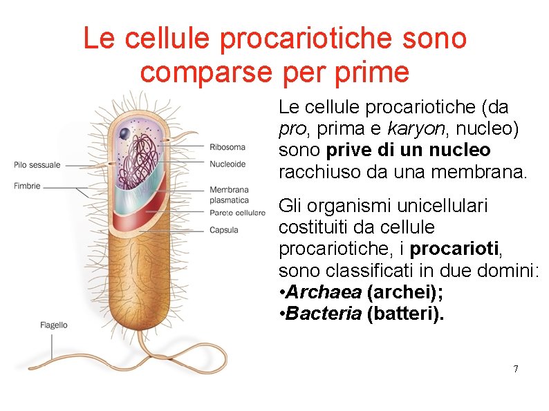 Le cellule procariotiche sono comparse per prime Le cellule procariotiche (da pro, prima e Le cellule procariotiche sono comparse per prime Le cellule procariotiche (da pro, prima e