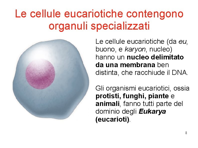Le cellule eucariotiche contengono organuli specializzati Le cellule eucariotiche (da eu, buono, e karyon, Le cellule eucariotiche contengono organuli specializzati Le cellule eucariotiche (da eu, buono, e karyon,