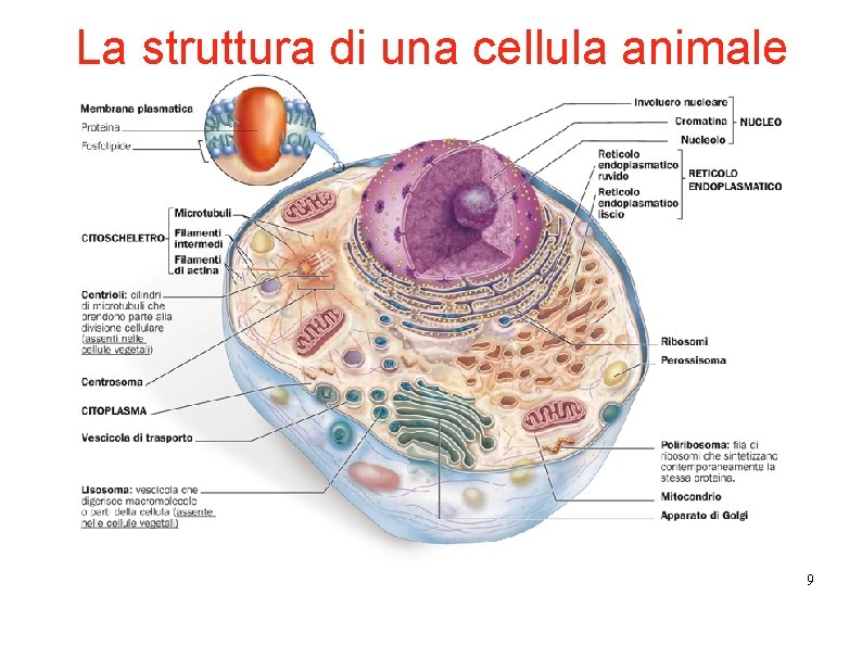 La struttura di una cellula animale 9 La struttura di una cellula animale 9