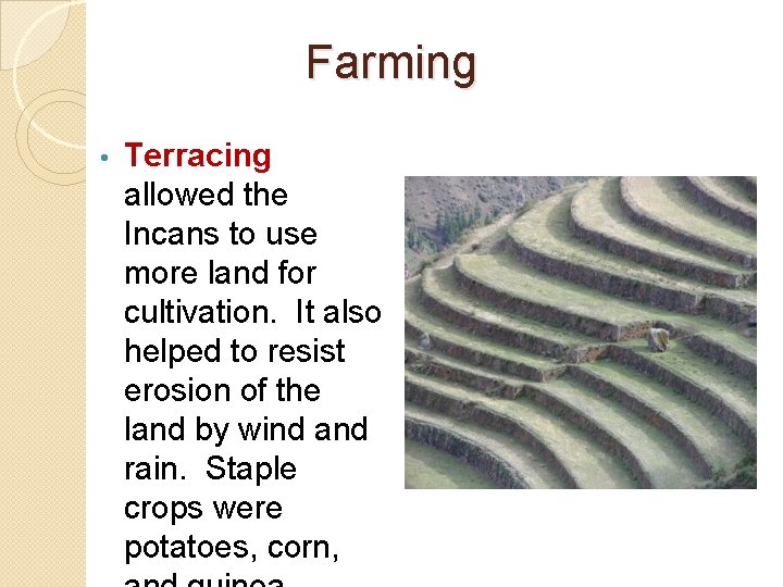 Farming • Terracing allowed the Incans to use more land for cultivation. It also