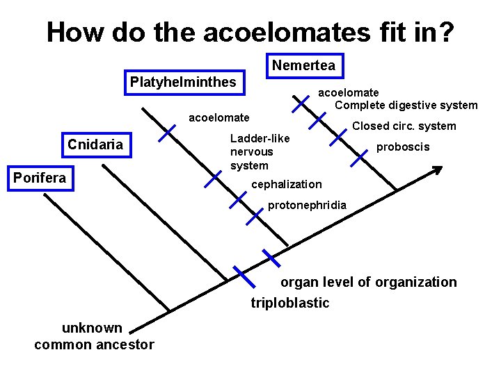 How do the acoelomates fit in? Nemertea Platyhelminthes acoelomate Complete digestive system acoelomate Cnidaria