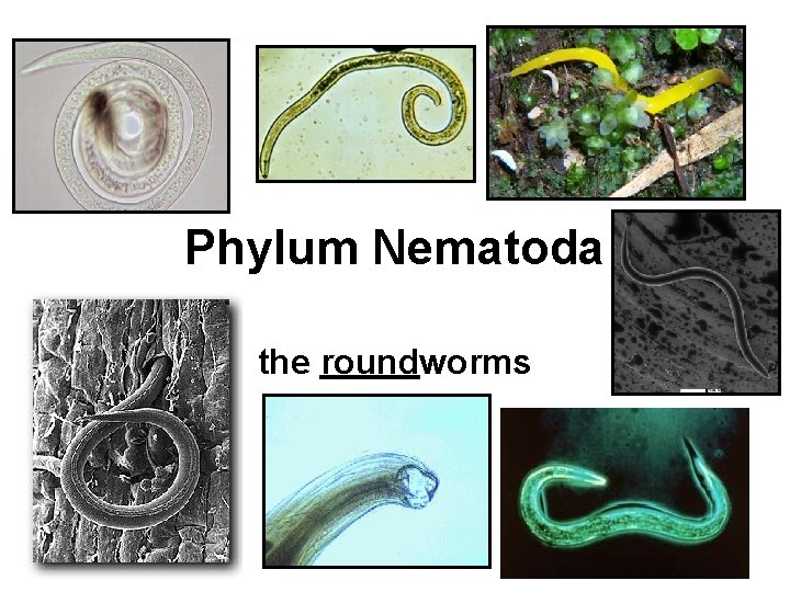 Phylum Nematoda the roundworms 